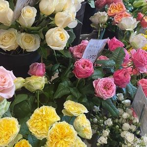 Meet your Posher, Lola